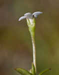 Southern bluet